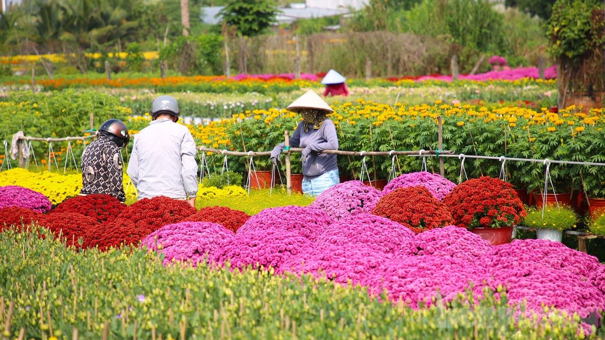 Làng hoa trăm tuổi ở Cần Thơ đẹp rực rỡ dịp cận Tết