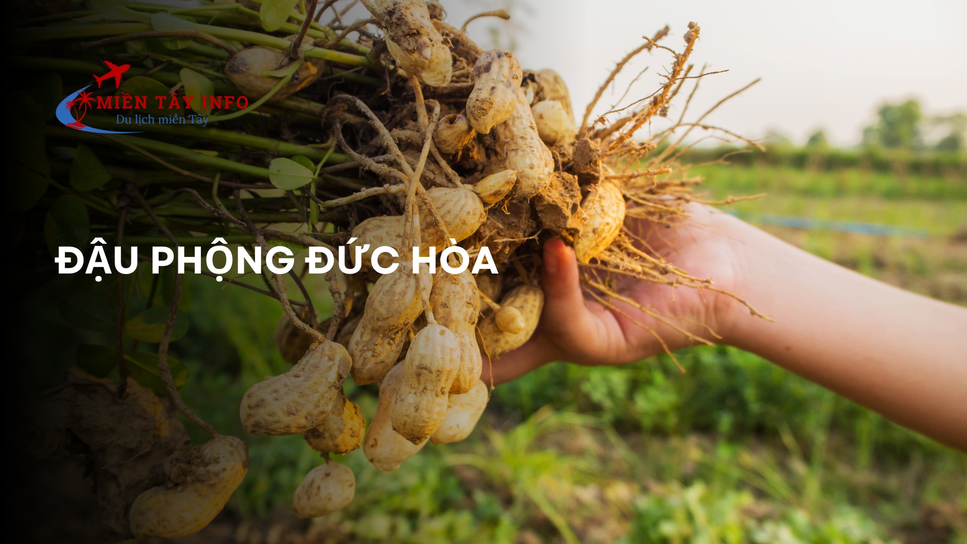 Đậu phộng Đức Hòa
