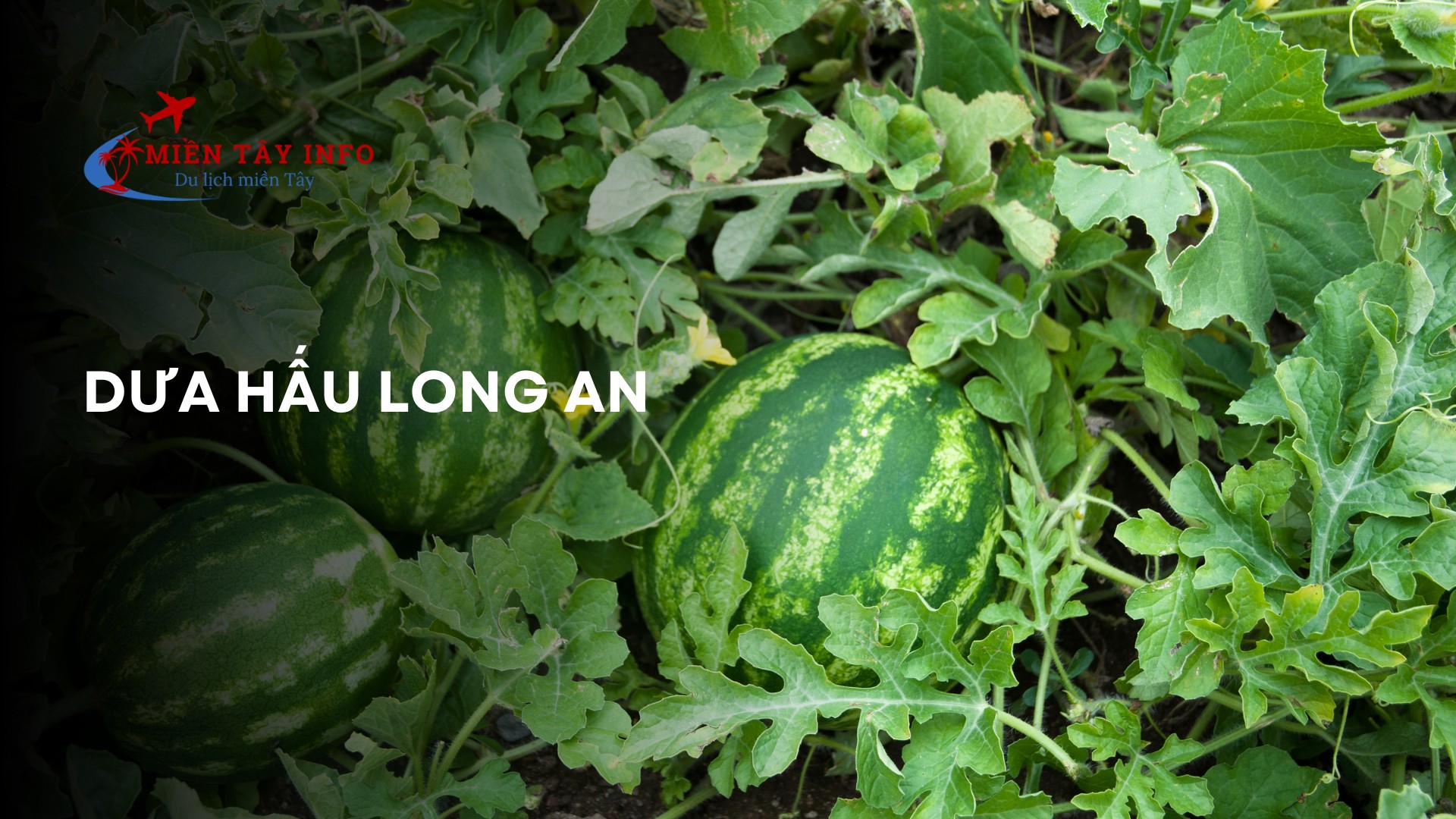 Dưa hấu Long An