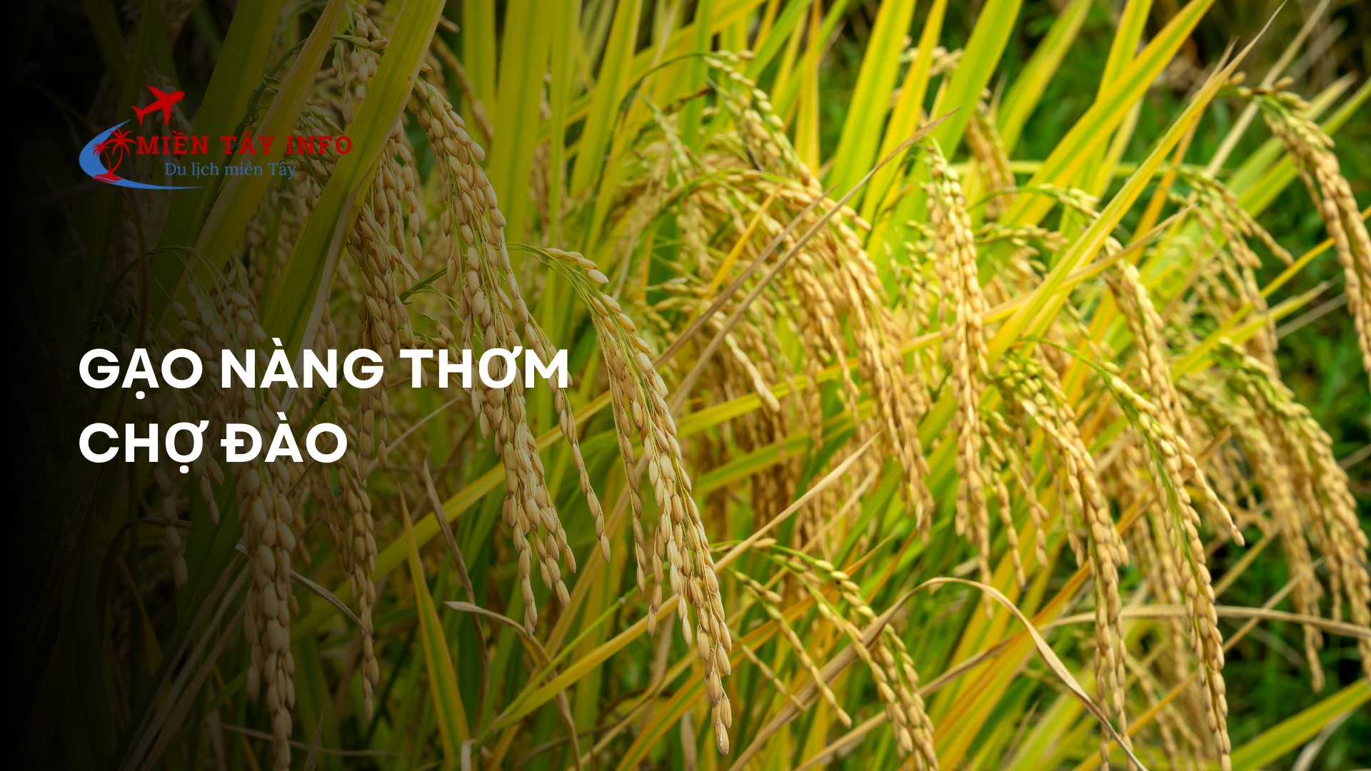 Gạo Nàng Thơm Chợ Đào