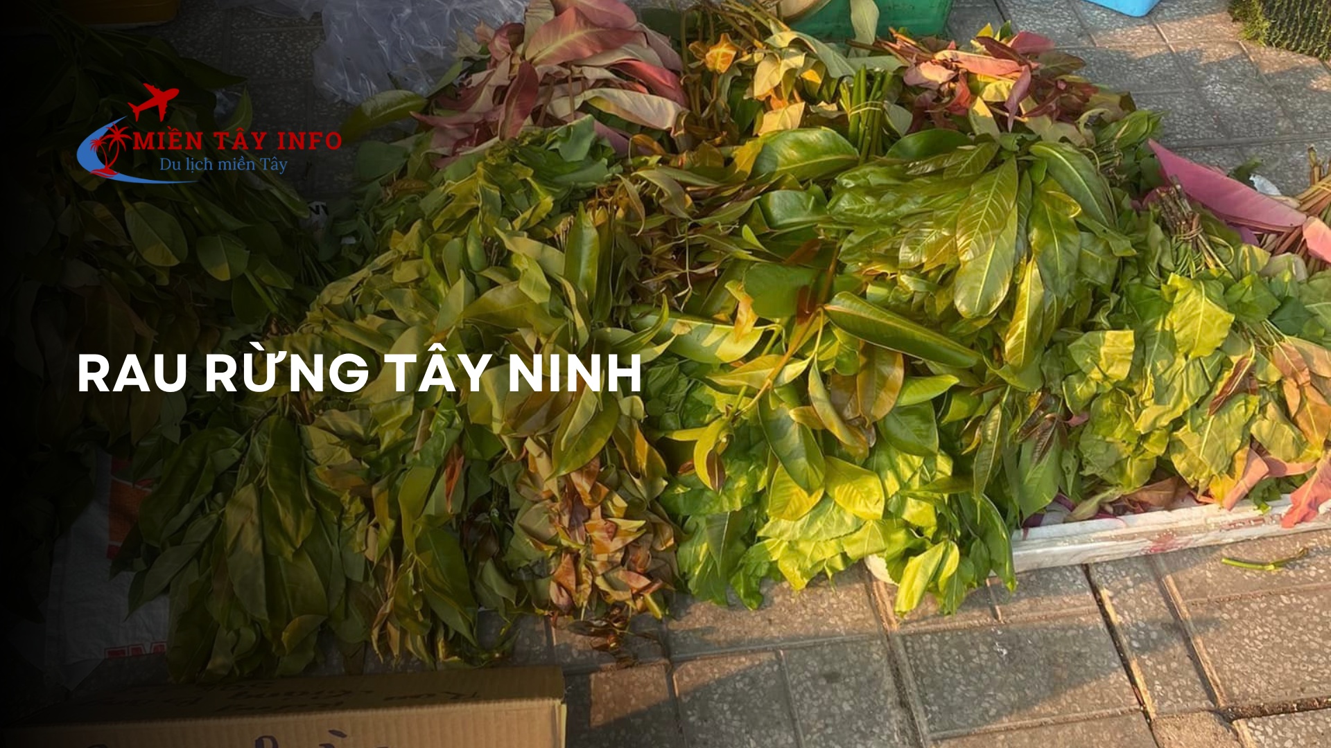 Rau rừng Tây Ninh