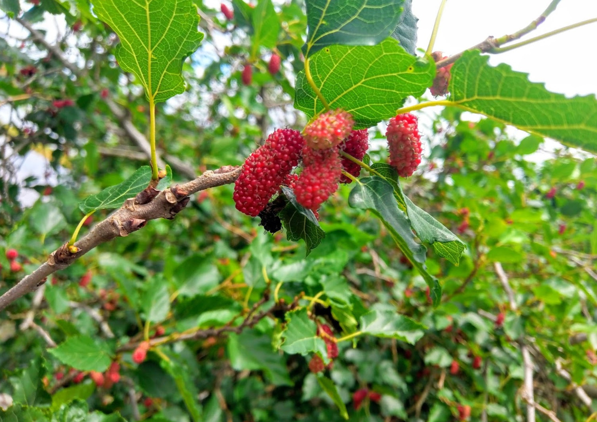 Vườn Dâu Tằm