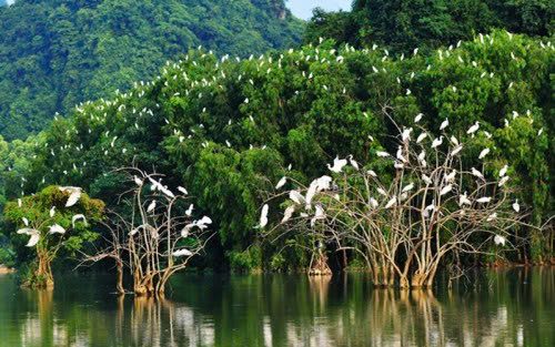 Vườn Chim Bạc Liêu