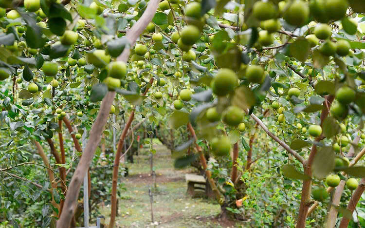 Vườn Táo Hồng